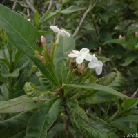 Rauvolfia verticillata (Lour.) Baill.